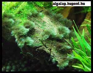 freshwater_algae_16.jpg